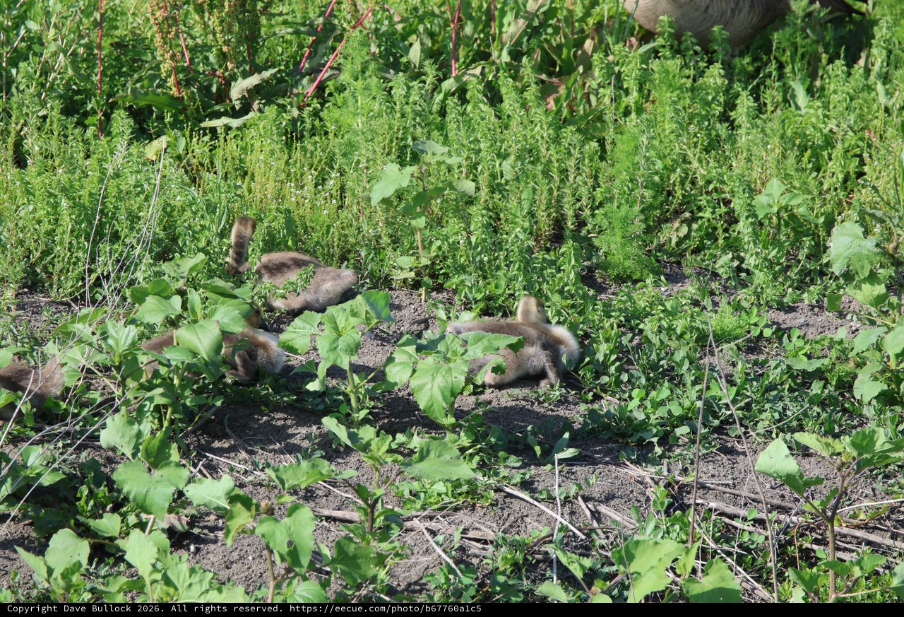 Canada Goose Family Foraging in Wetland Vegetation