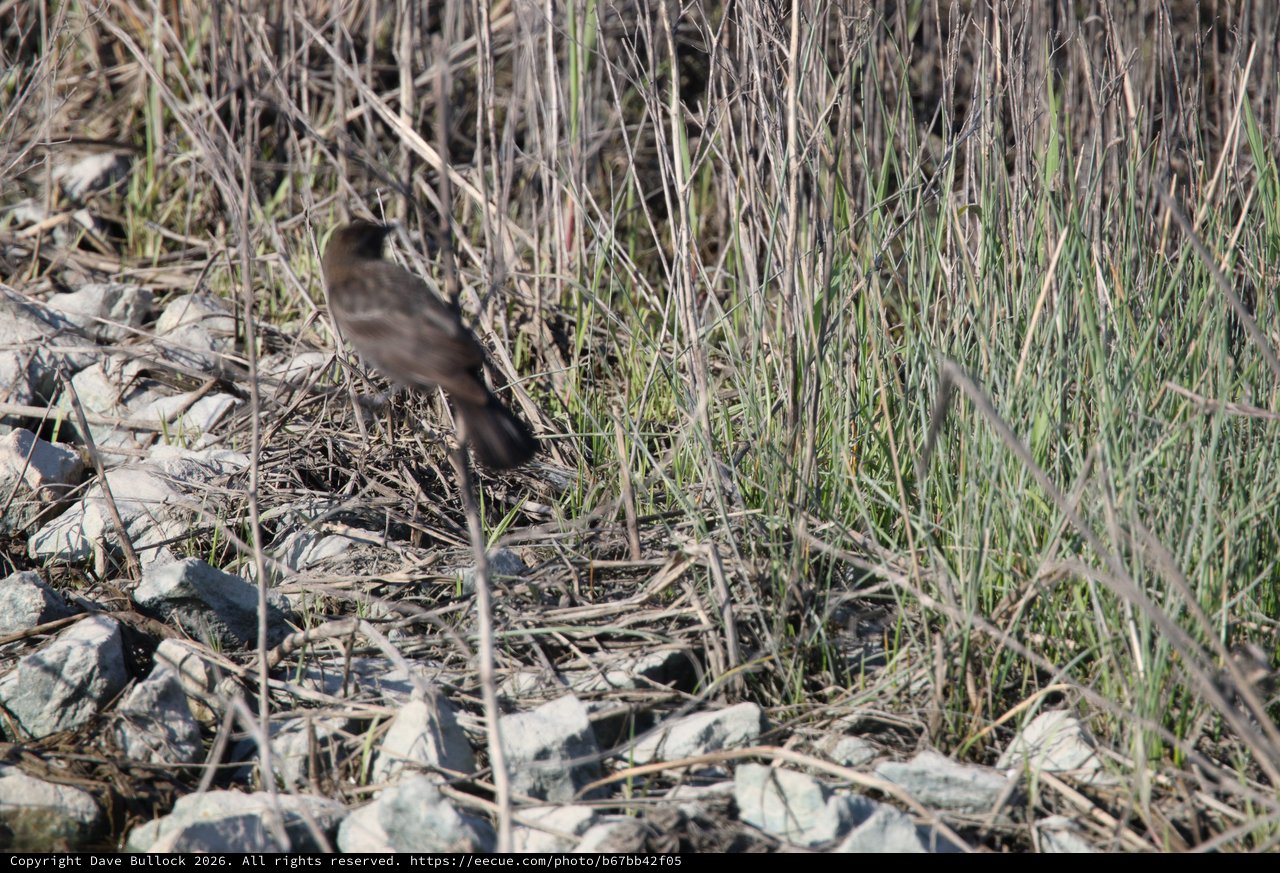 Dark-Eyed Junco Foraging Among Dried Grasses and Rocks