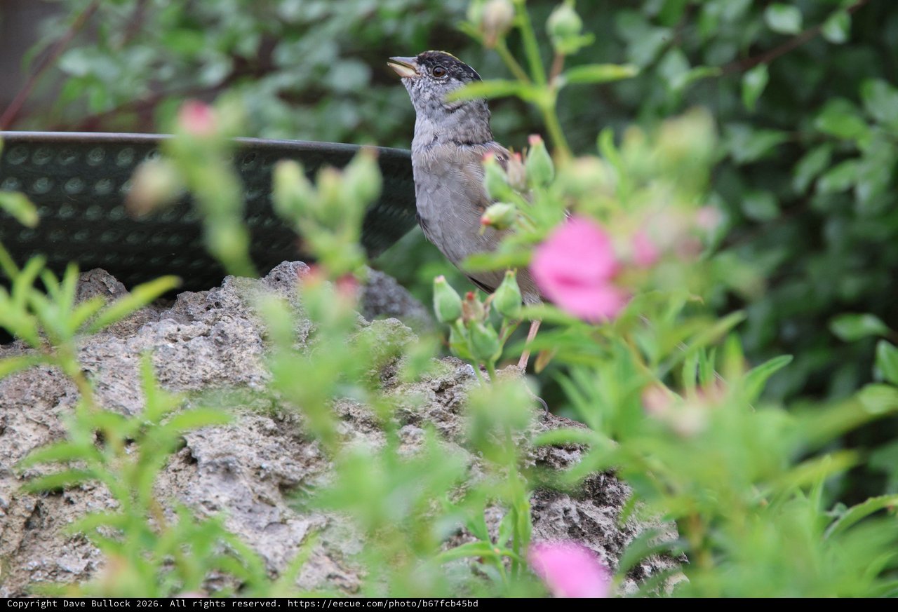 Garden Bird Perched Among Pink Flowers and Foliage