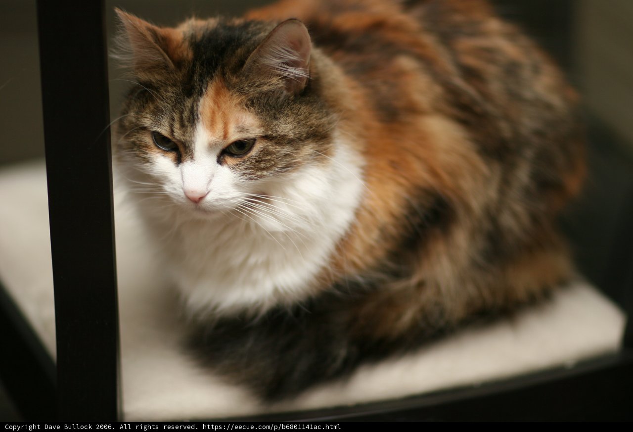 Chair Cat