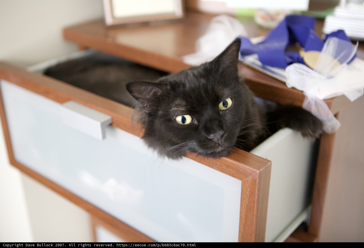 The Cozy Drawer Cat