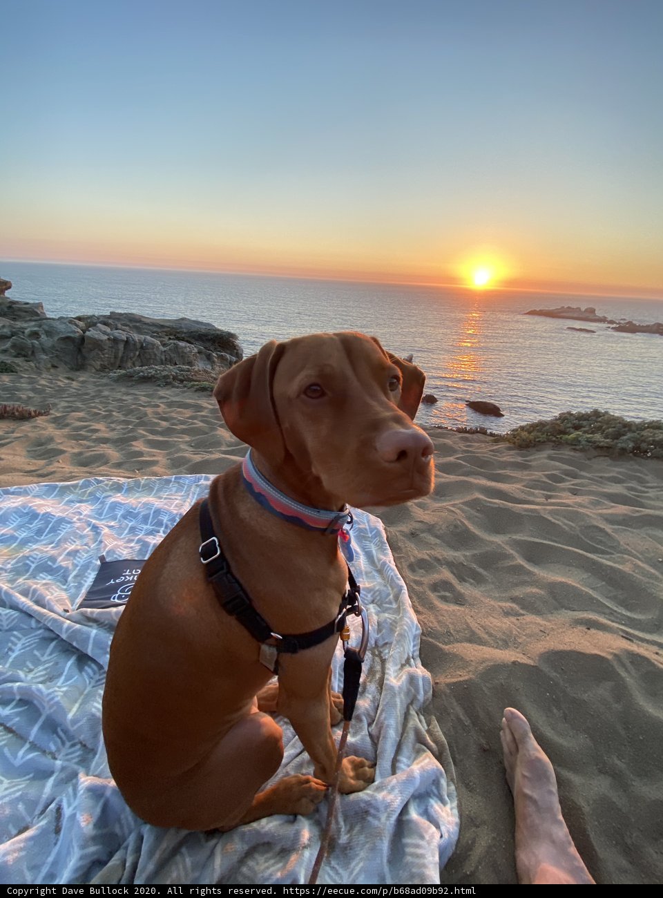 Sunset Snuggles with Man's Best Friend