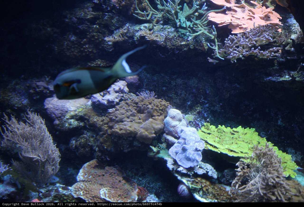 Vibrant Coral Reef Ecosystem with Tropical Fish