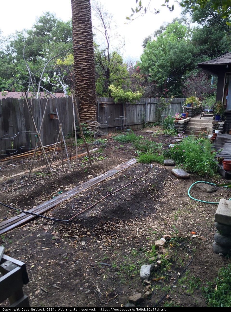 Backyard Oasis