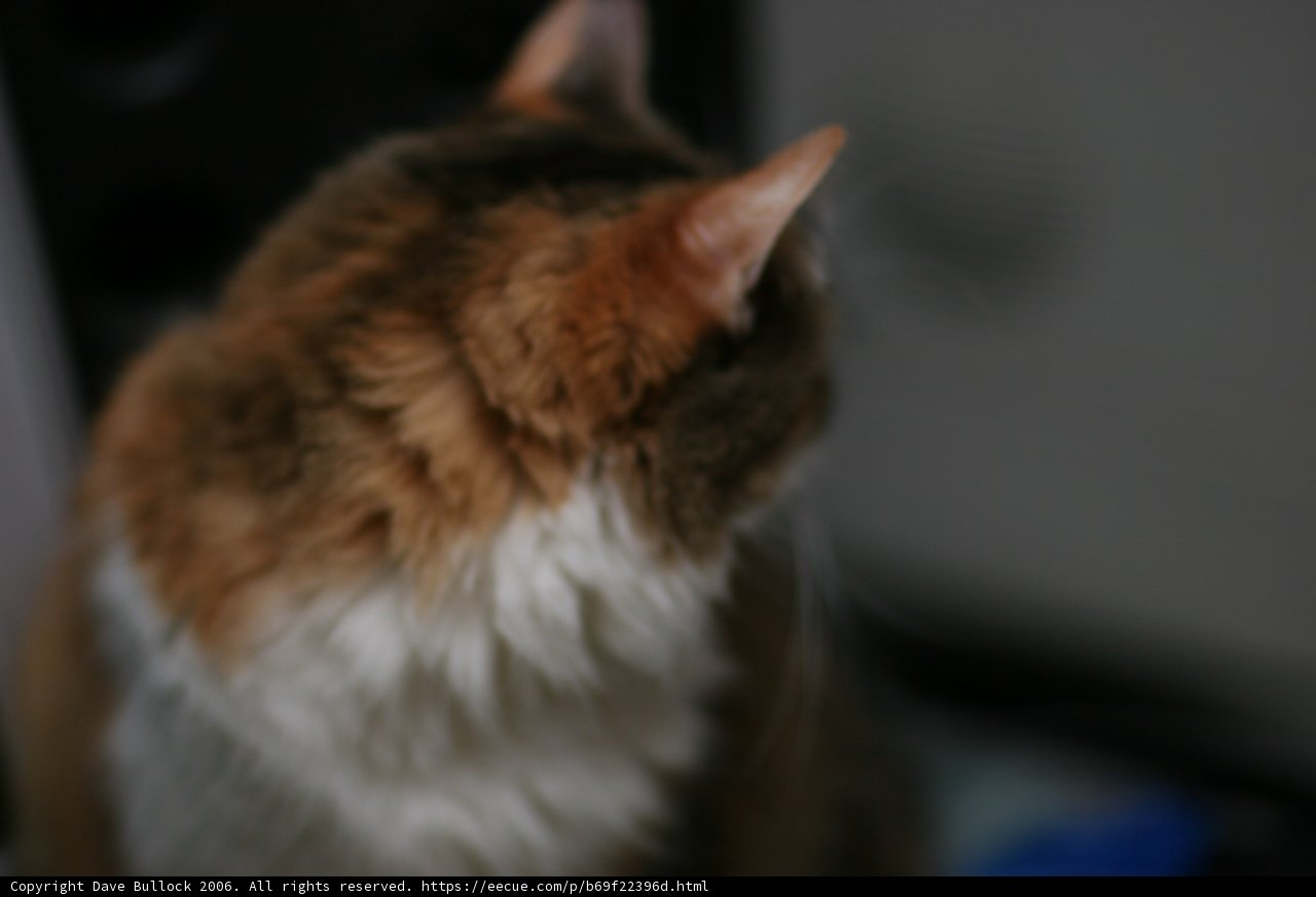 Curious Cats