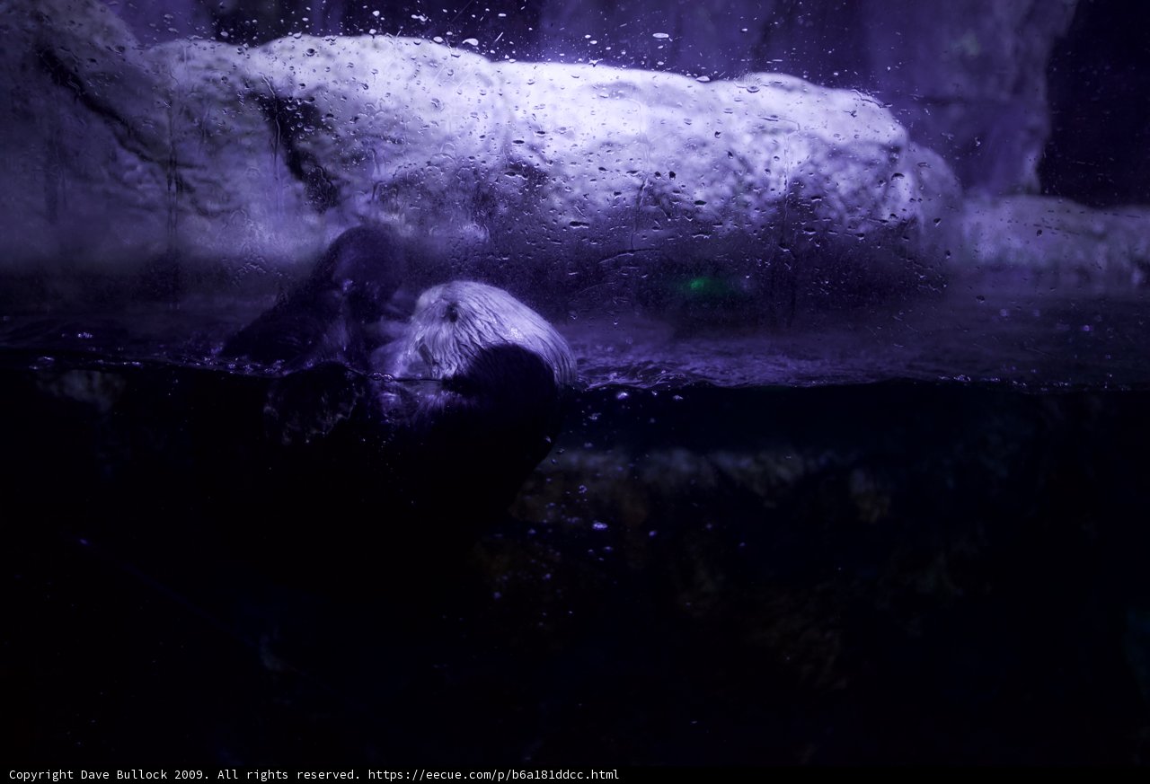 Playful Sea Otter
