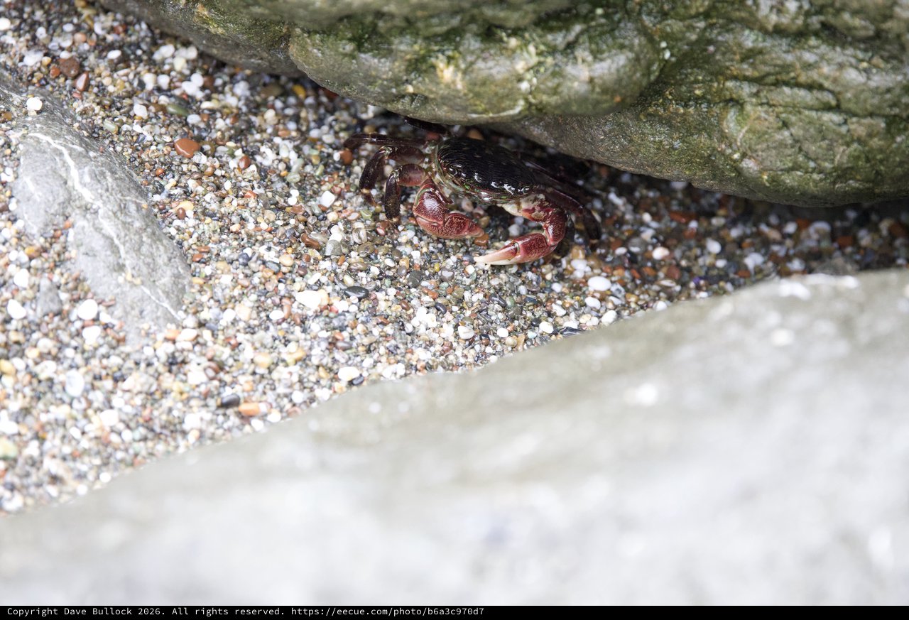 Crab Sheltering Beneath Rocky Shore Boulders