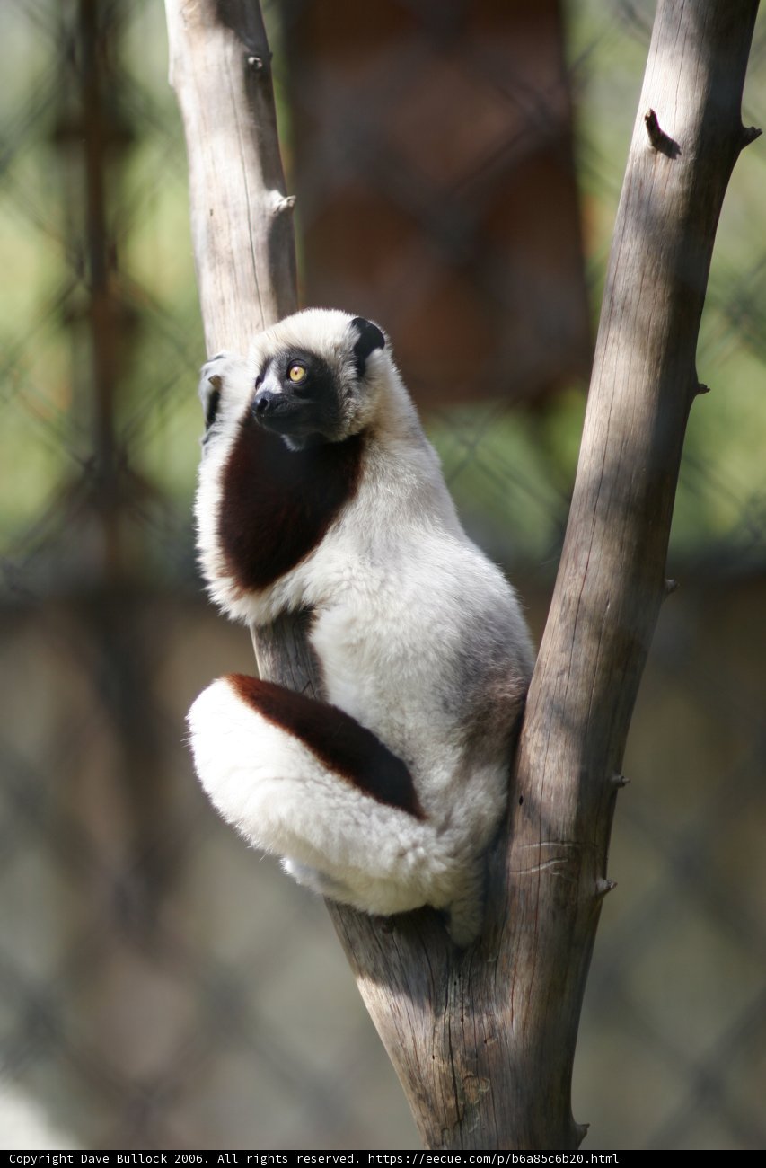 The Wise Lemur
