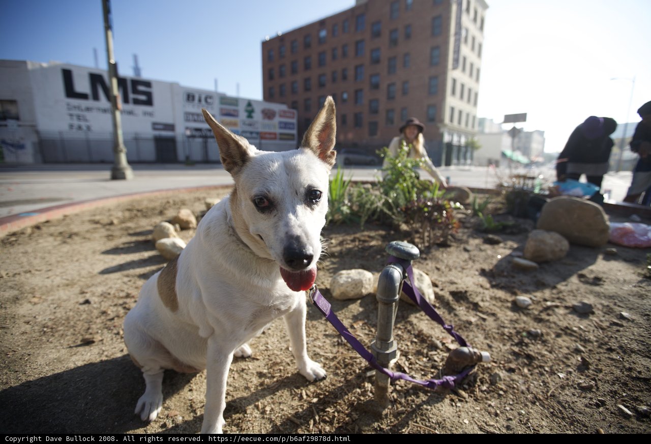 The Urban Canine