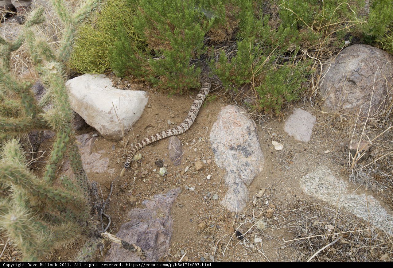 The Rattlesnake Among the Rocks