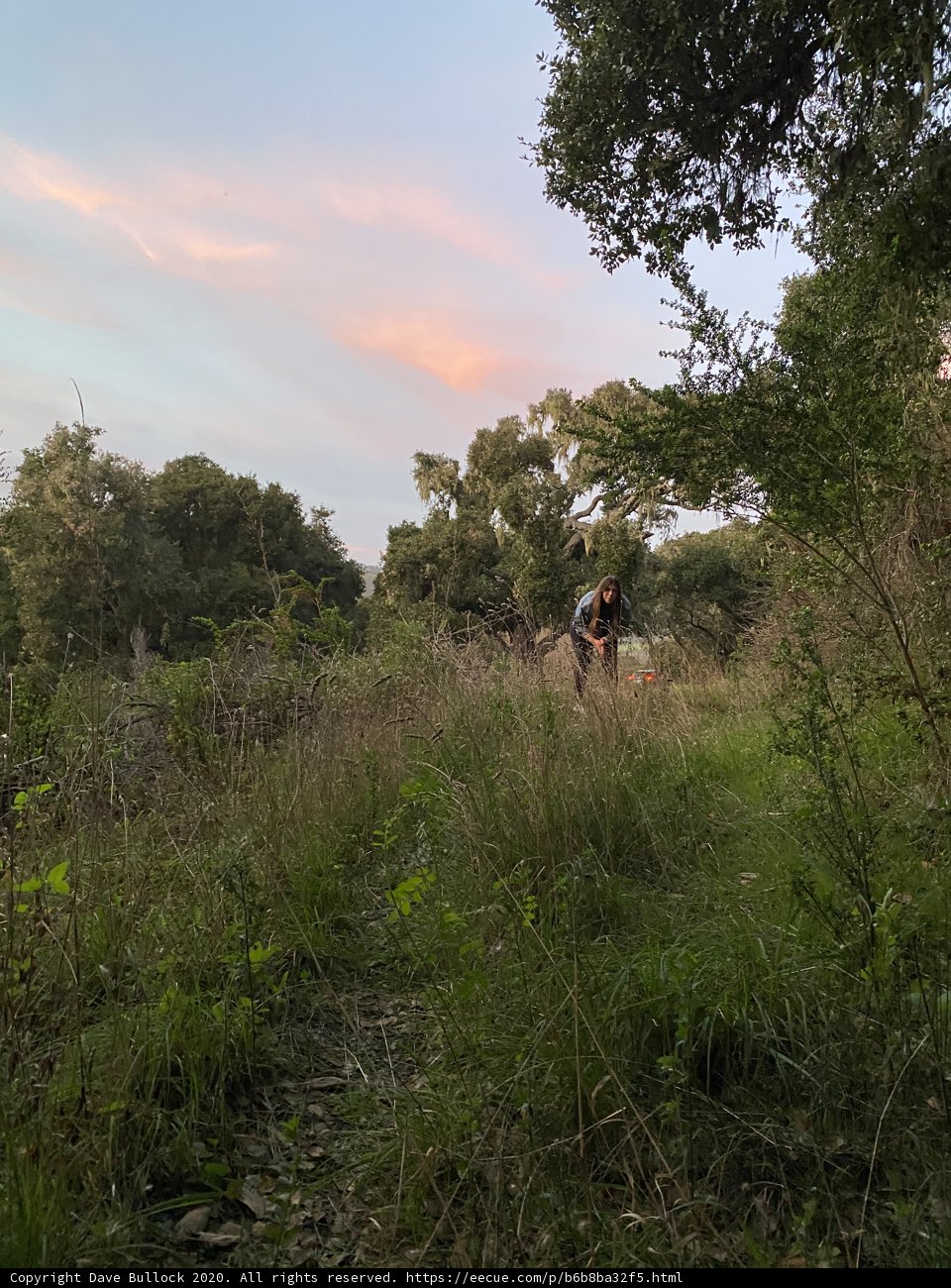 Dusk Ride through the Woodlands