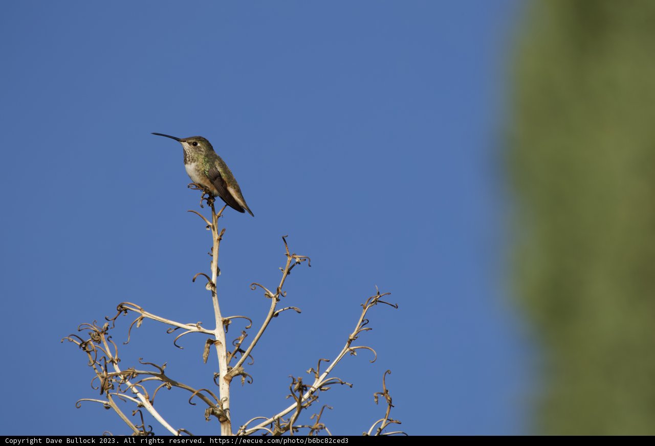 Hummingbird Haven