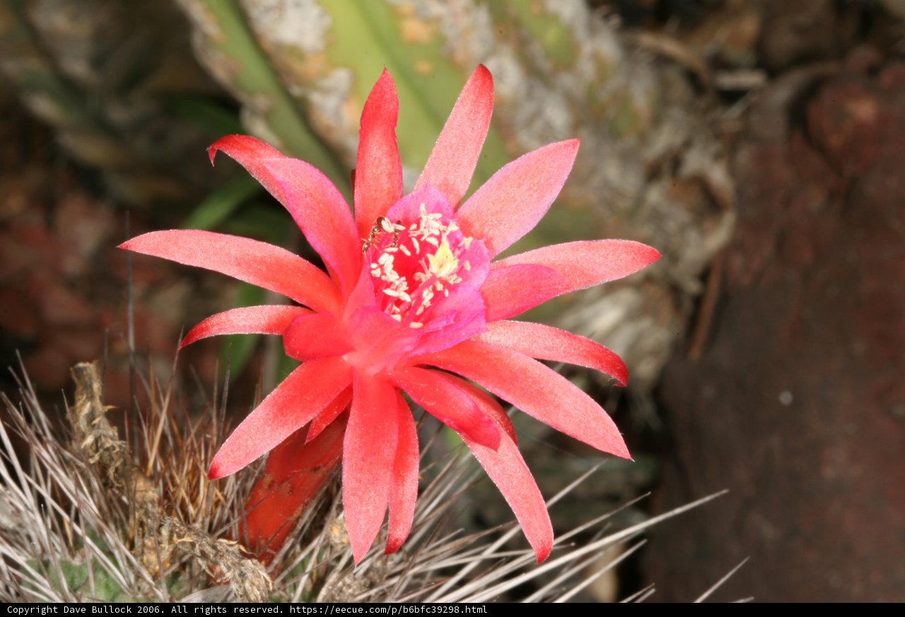 Crimson Blossom Amongst Spiny Arms