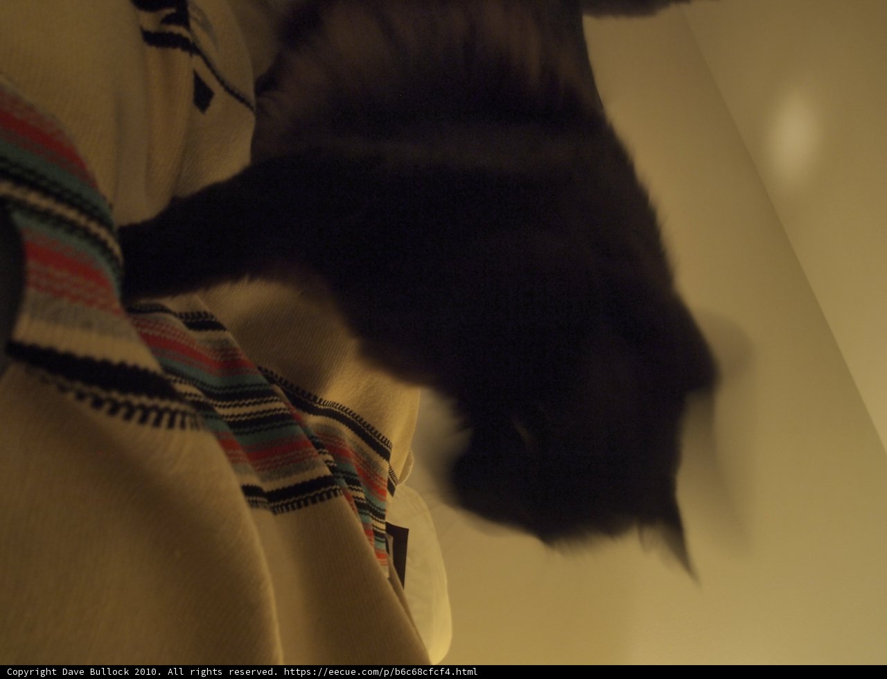 Blurry Black Cat on a Cozy Bed