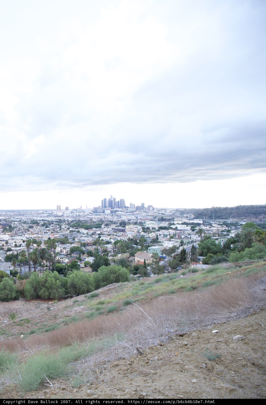 Overlooking the Urban Jungle