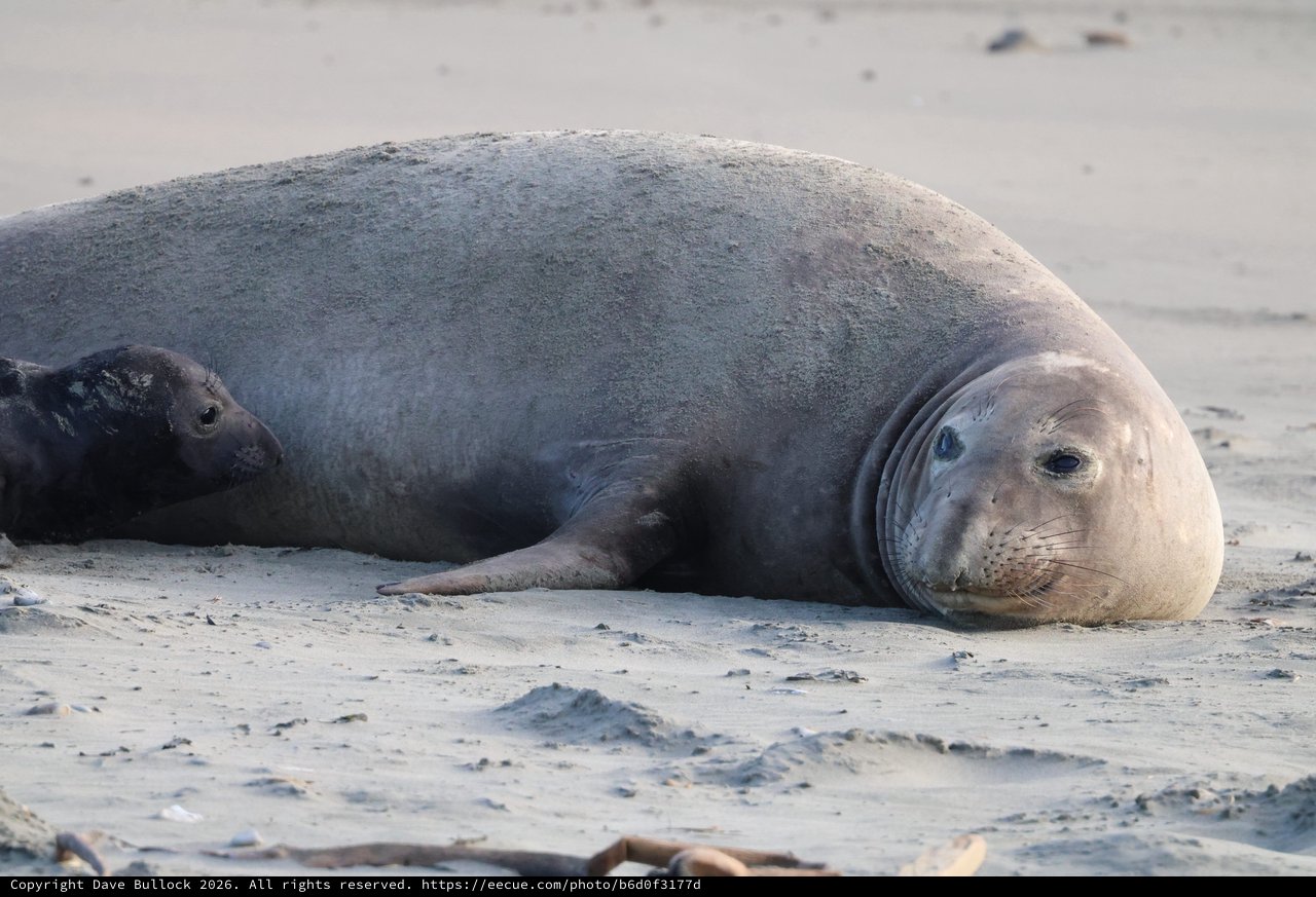 Northern Elephant Seal Resting on Sandy Beach