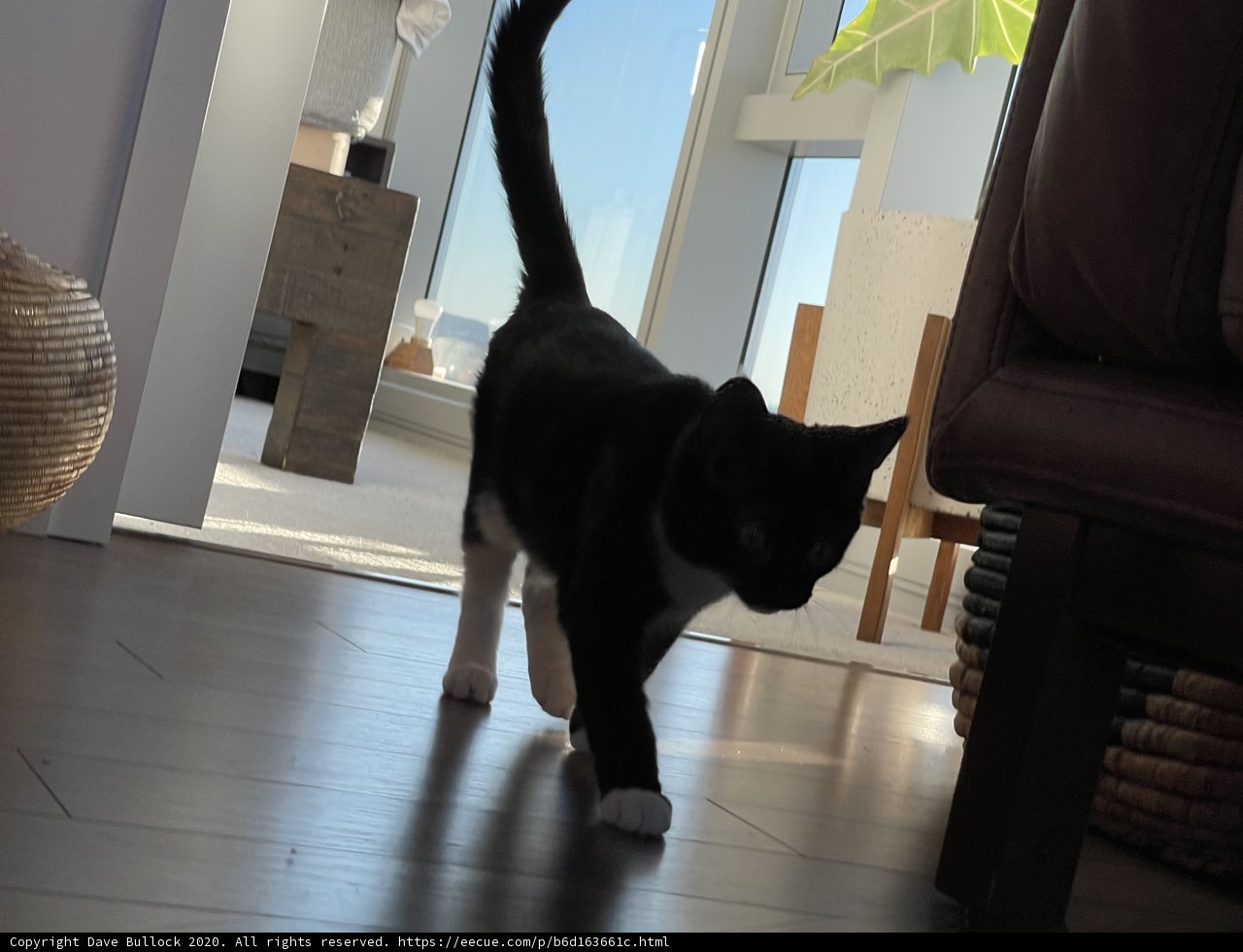 Sleek Feline in a Classy Living Room