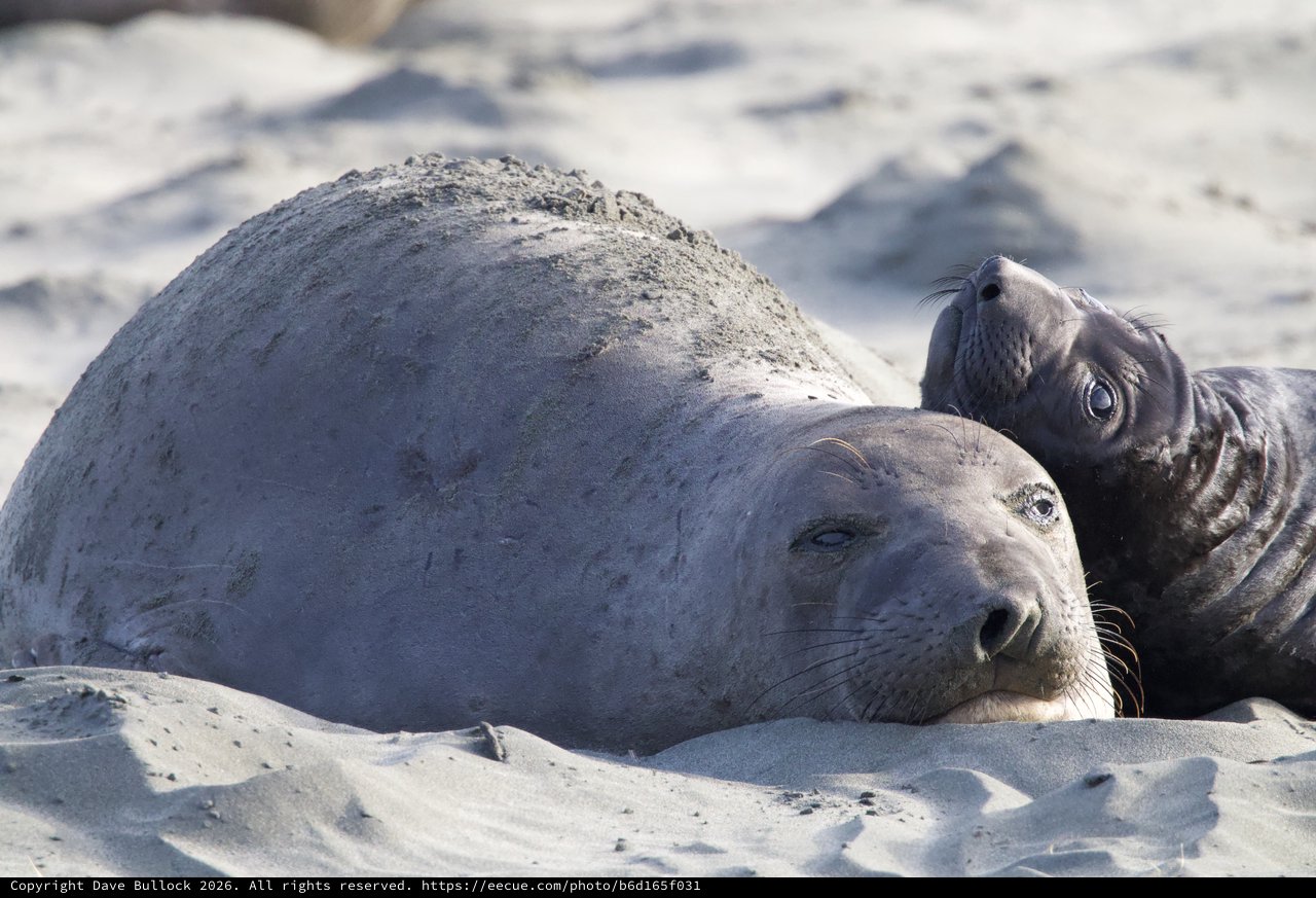 Elephant Seal Mother and Pup Resting on Beach