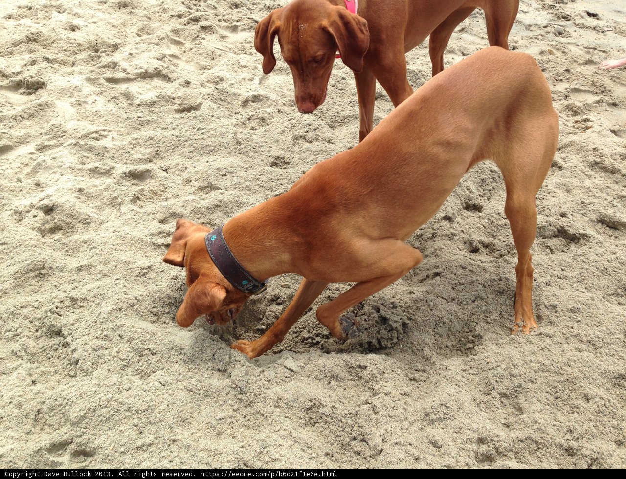 Digging for Treasure