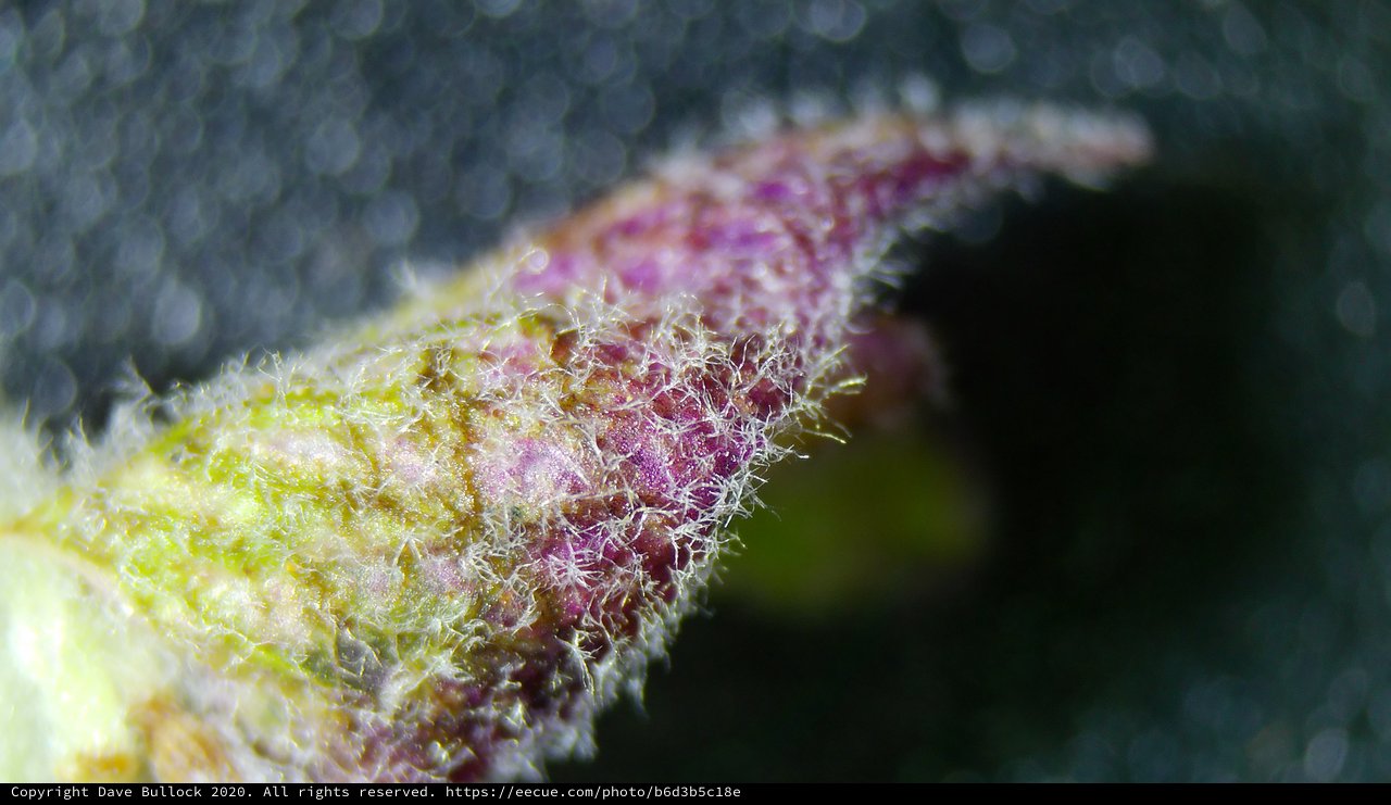Extreme Macro: Fuzzy Plant Stem with Purple Pigmentation