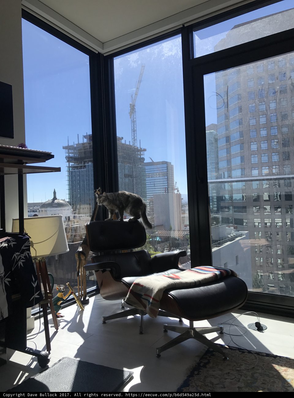 Chic Cat in the City