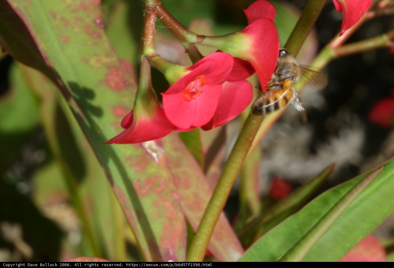 Busy Bee on a Geranium Flower