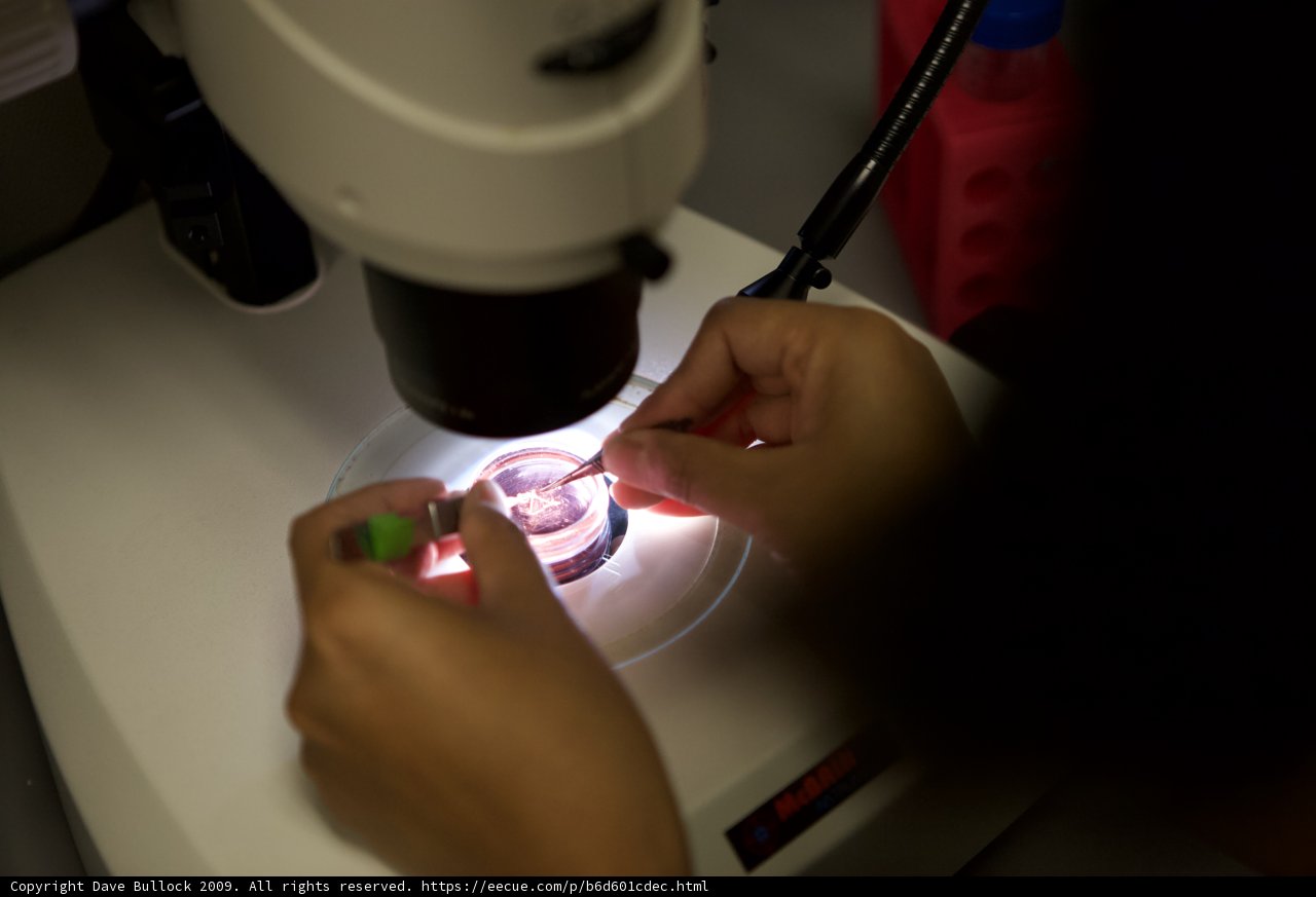 Examining the Minuscule World