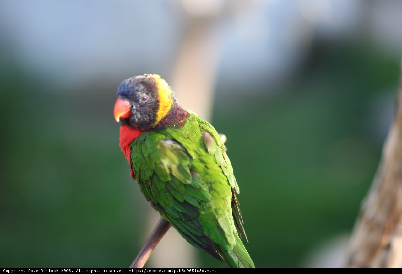Colorful Parakeet Perched on a Branch