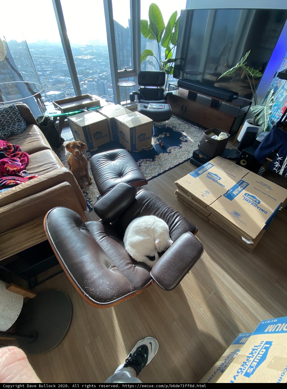 Feline Company in the Living Room
