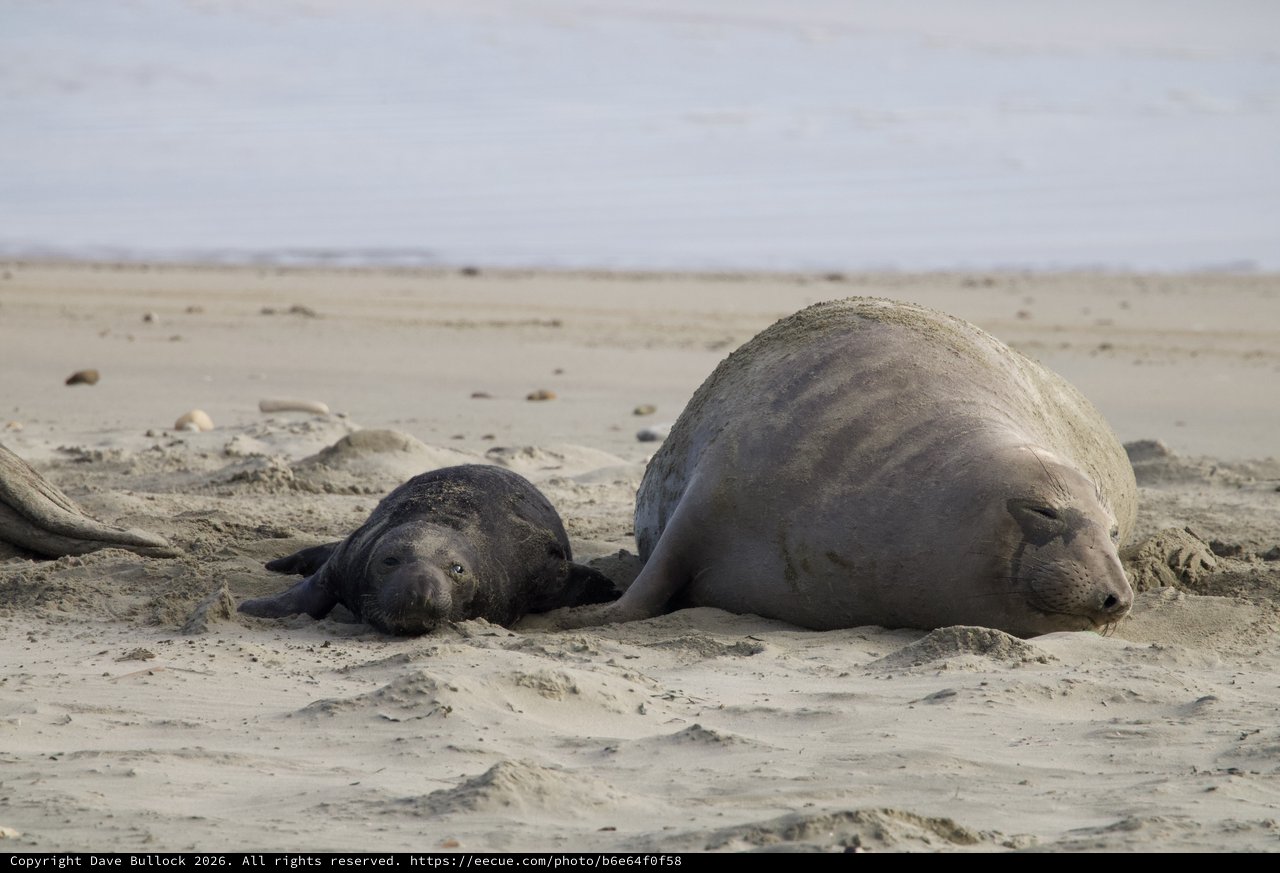 Mother Elephant Seal and Newborn Pup Resting on Beach
