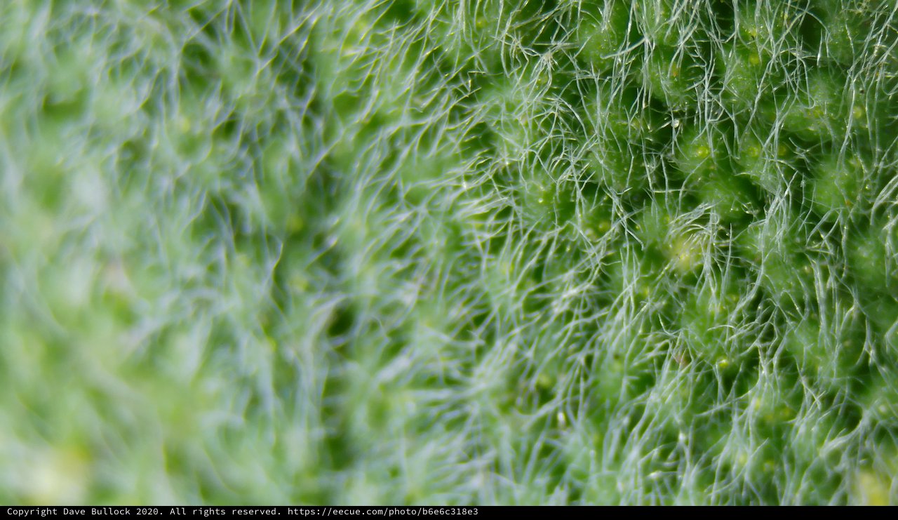 Microscopic Green Plant Trichomes Up Close