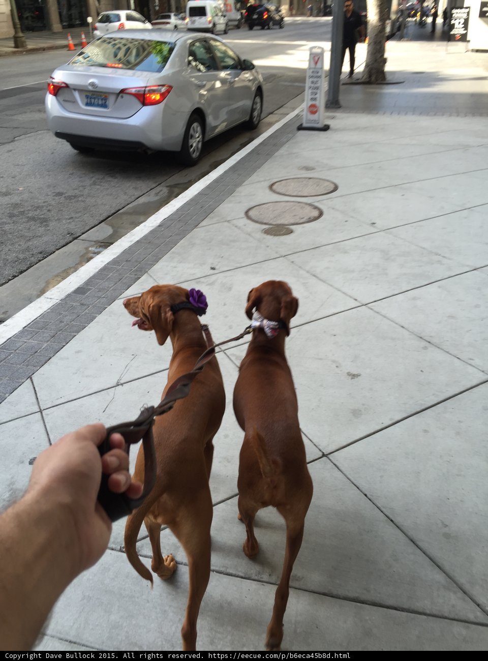 Two Dogs on a Leash Strolling Down a Sidewalk in LA
