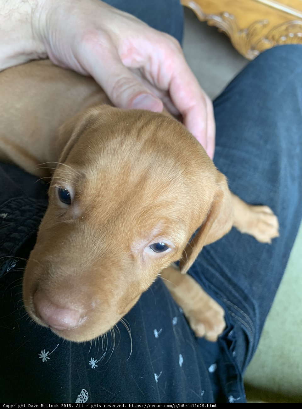 Precious Pup in Loving Arms