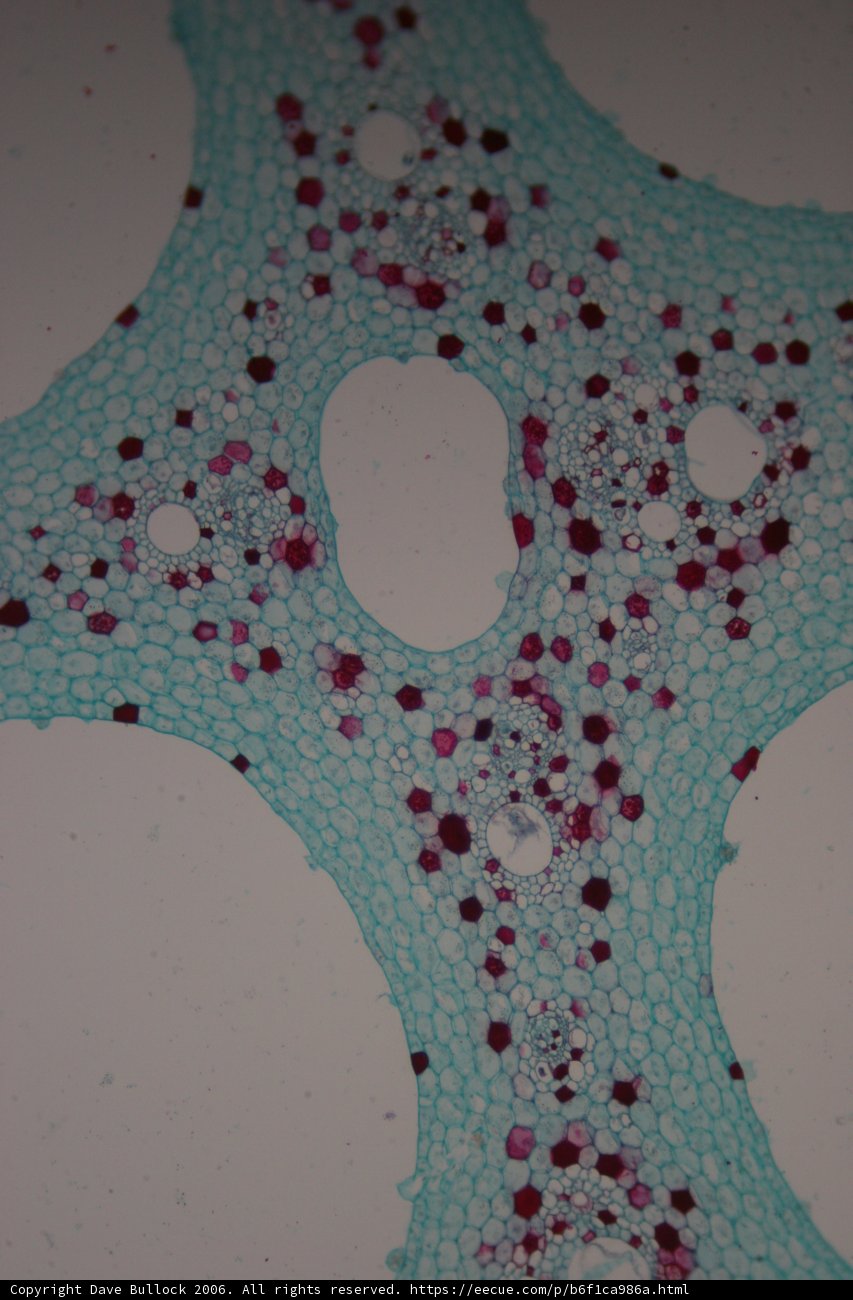 The Colorful World of Plant Cells
