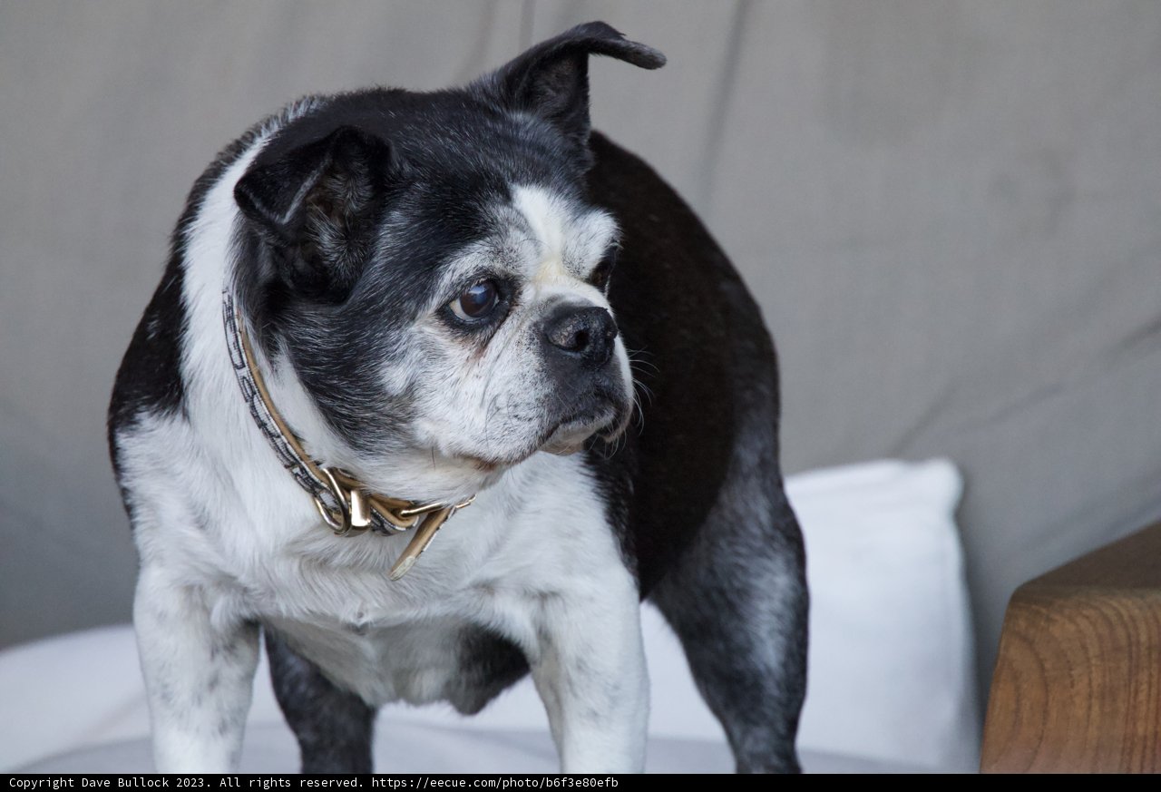 Chairman of the Bark