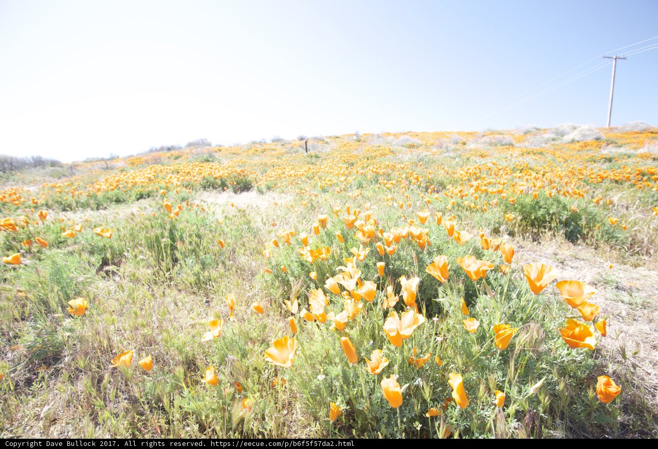 Blooming Field of Marigolds