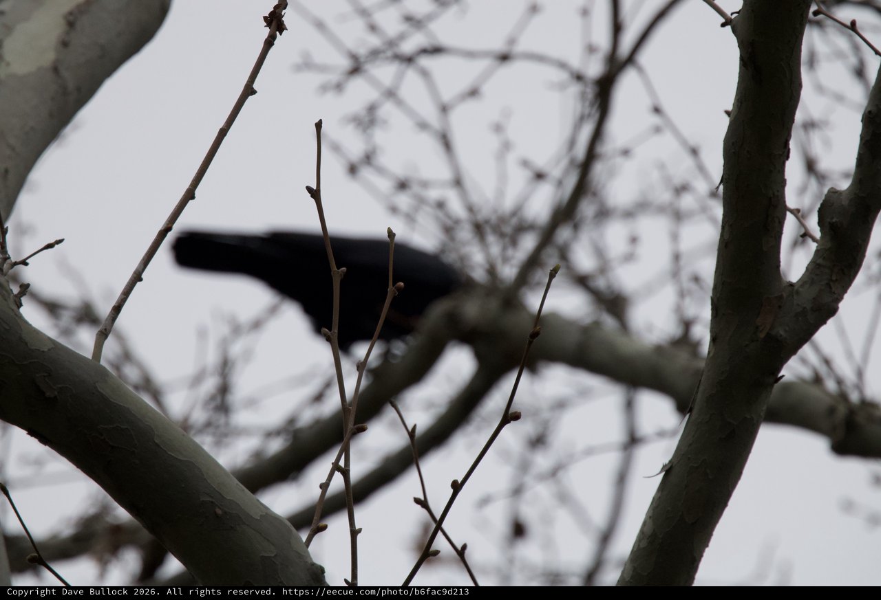 Silhouette of Hawk Through Bare Winter Branches