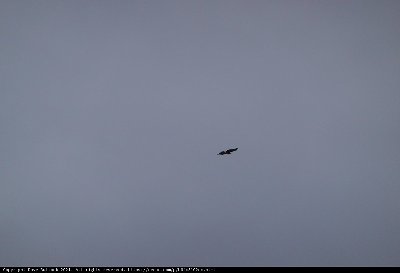 Majestic Flight on a Cloudy Day
