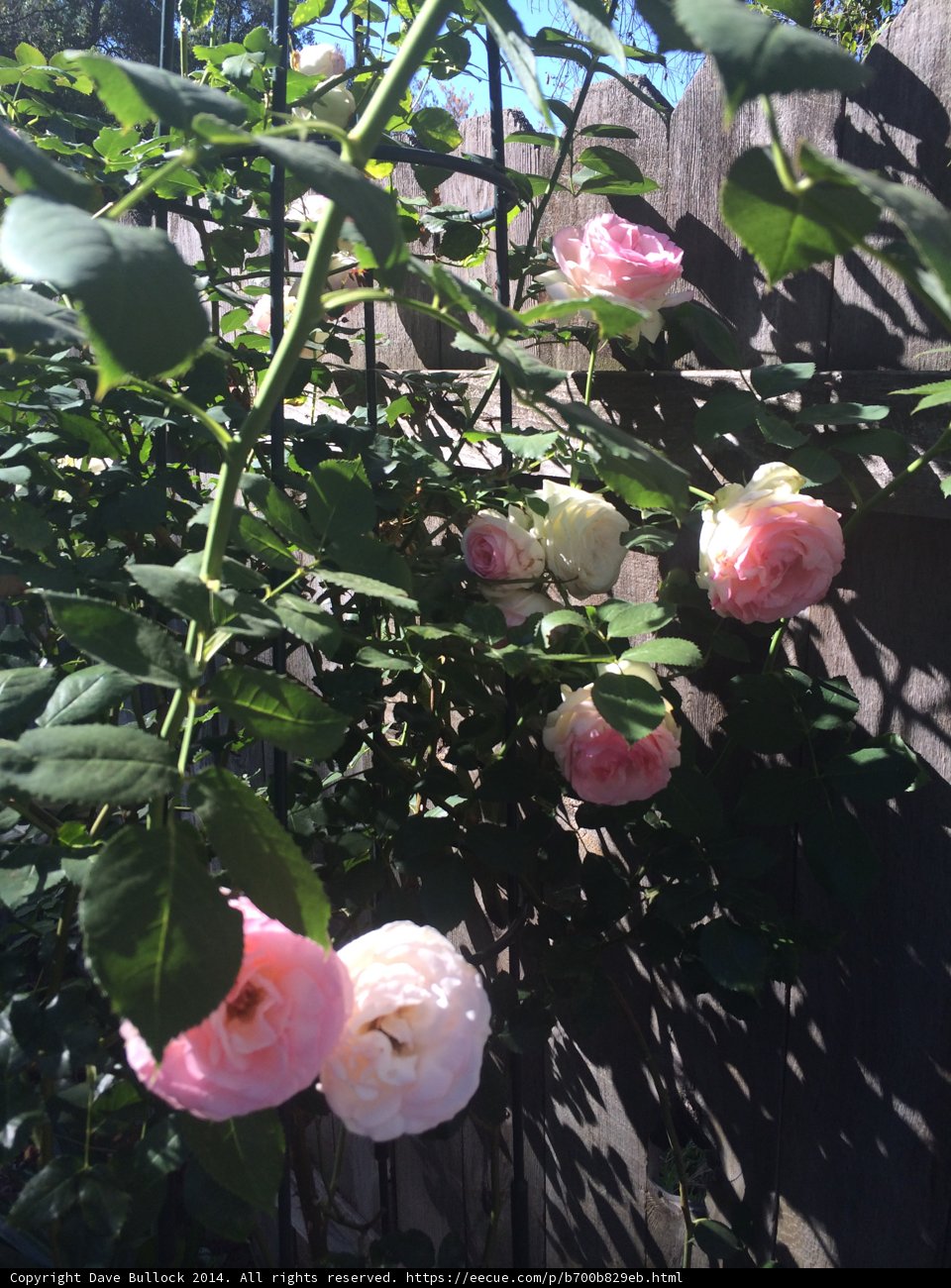 Pink Roses on the Fence