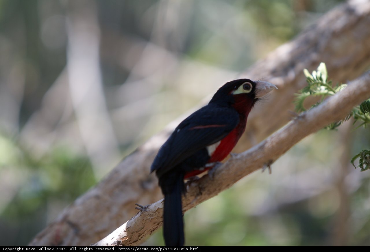 Black and Red Finch Perched on Branch