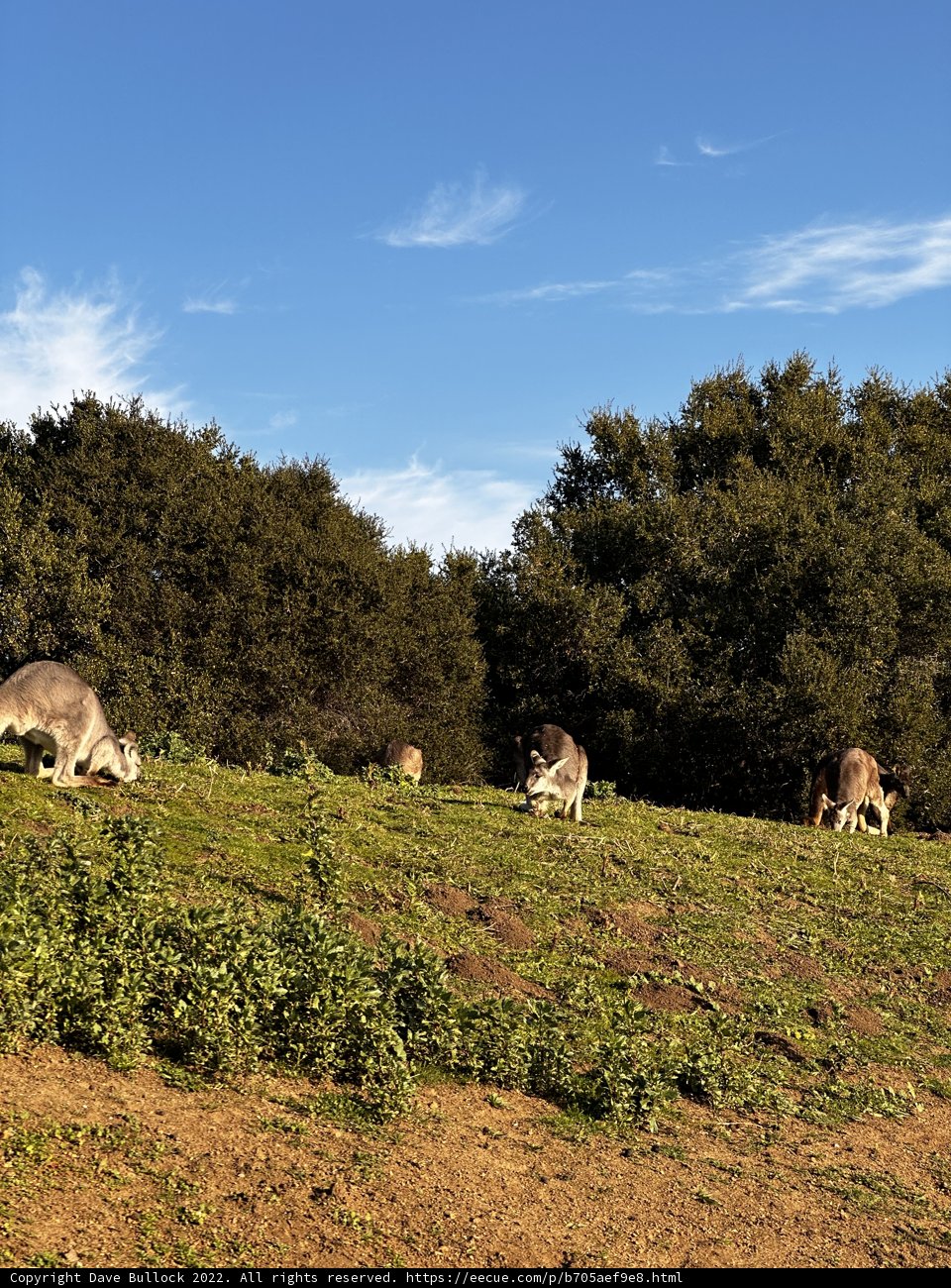 Grazing Herd on the Hillside