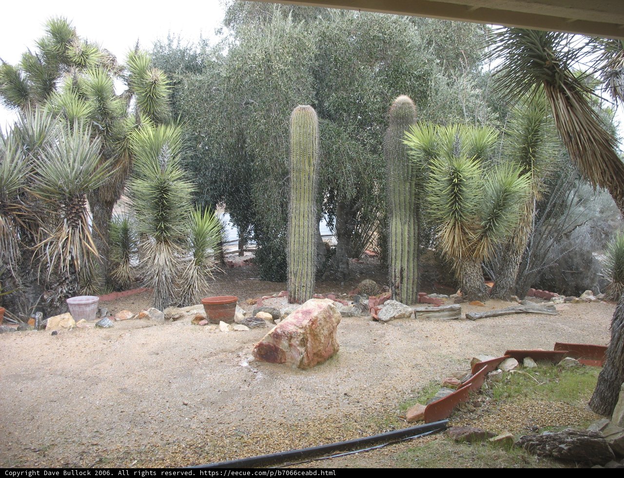Desert Oasis