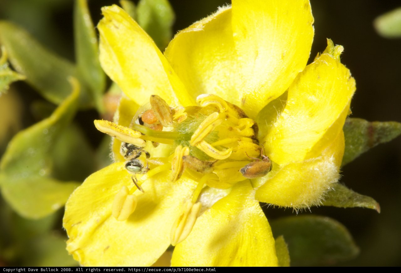 Busy Bee on a Geranium flower