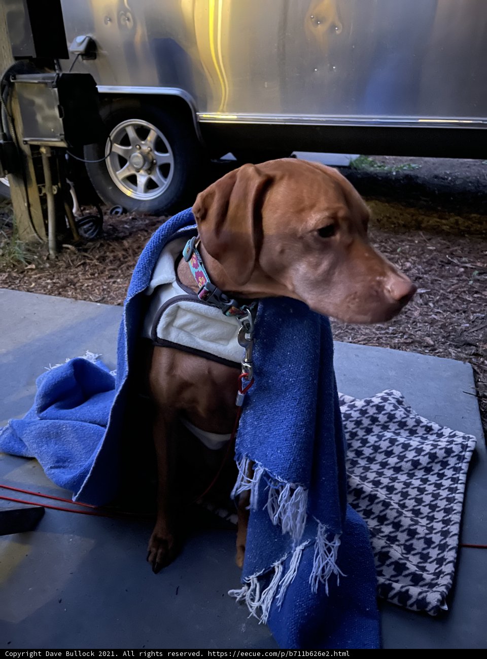 Cozy Canine with Car Wheel Companion