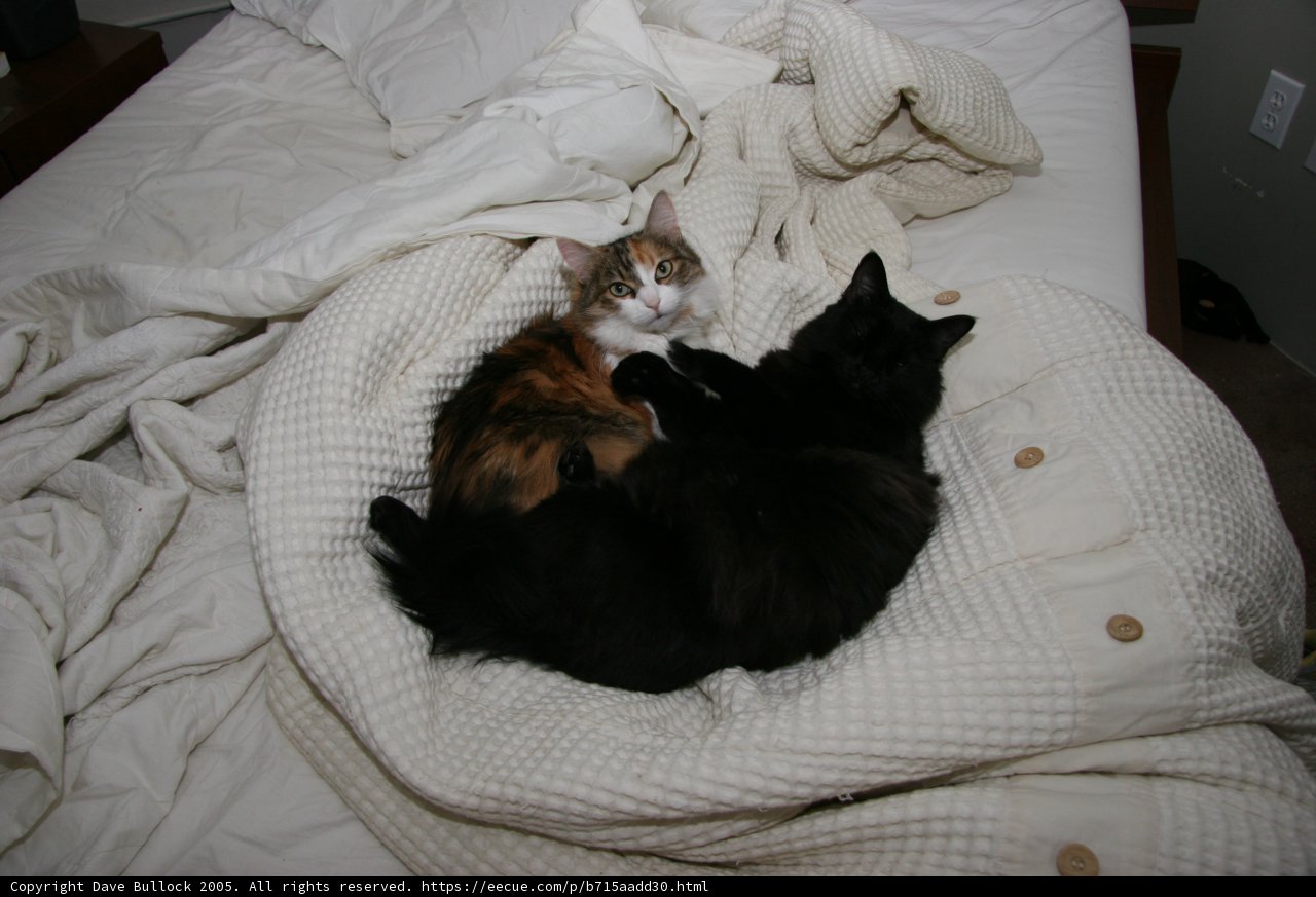 Cozy Cats on the Couch
