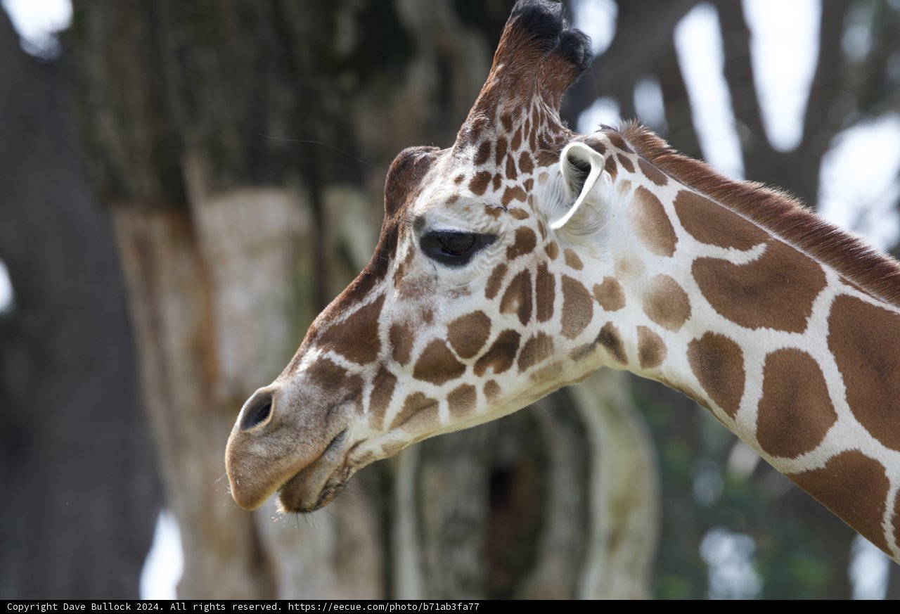 Close Encounter at SF Zoo, 2024