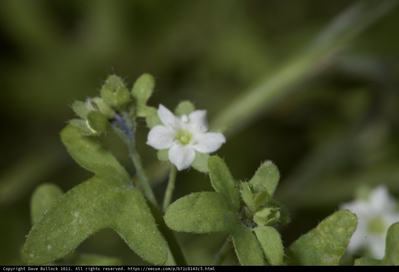 Delicate Geranium Flower Blooming Amongst Green Foliage