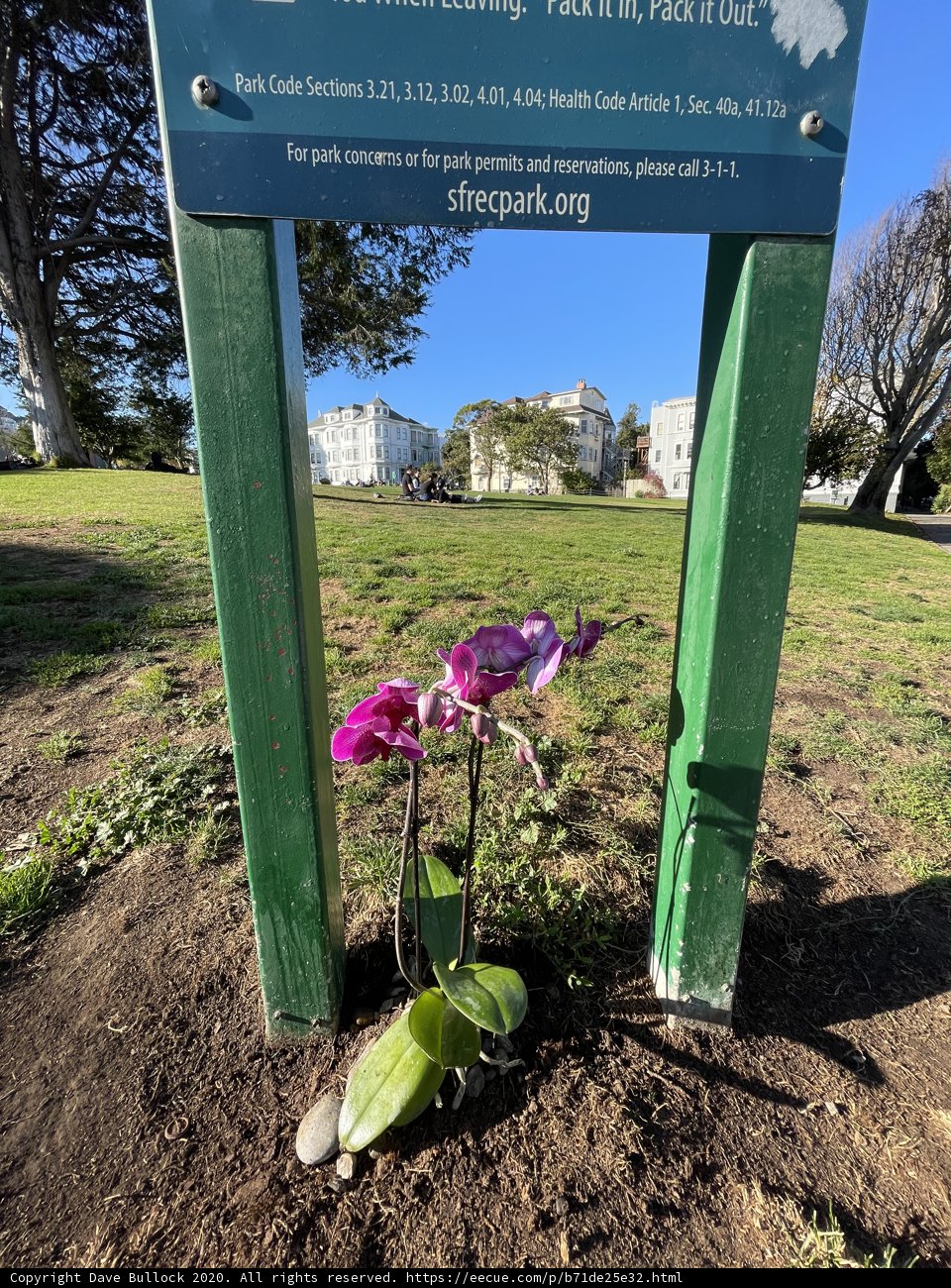Purple Orchid in Duboce Park