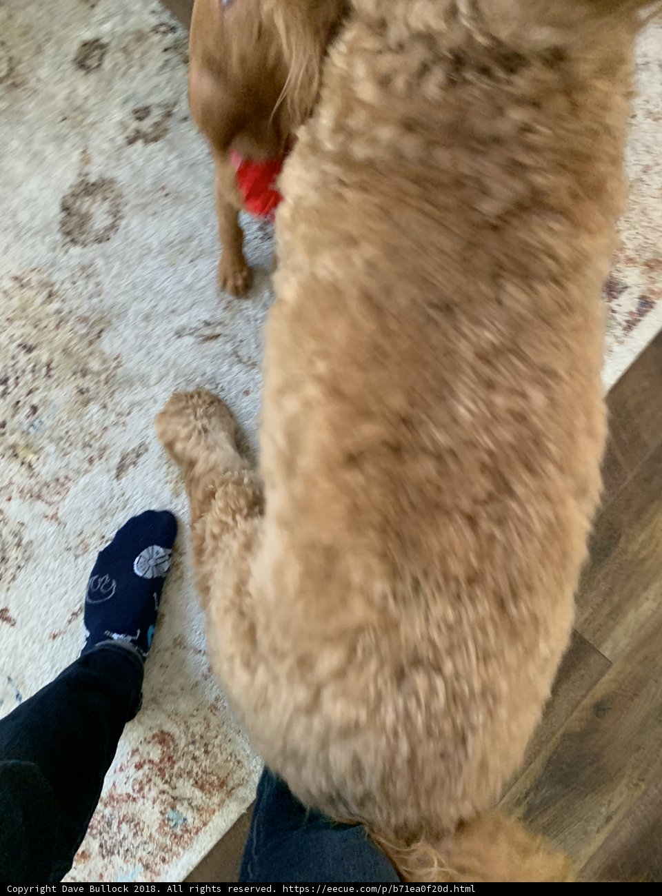 Poodle Puppy Plays with Toy on Owner's Feet