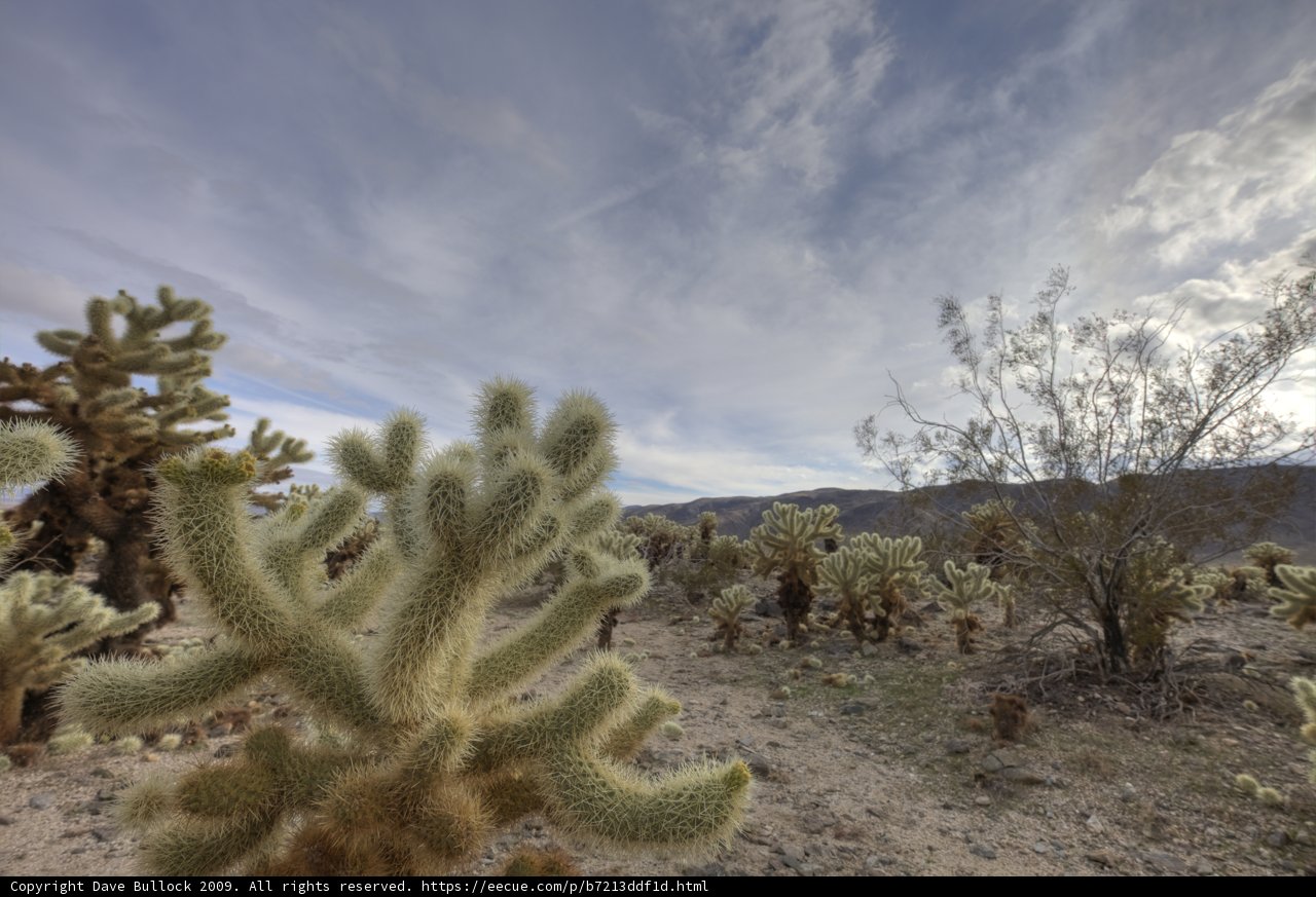 Desert Majesty